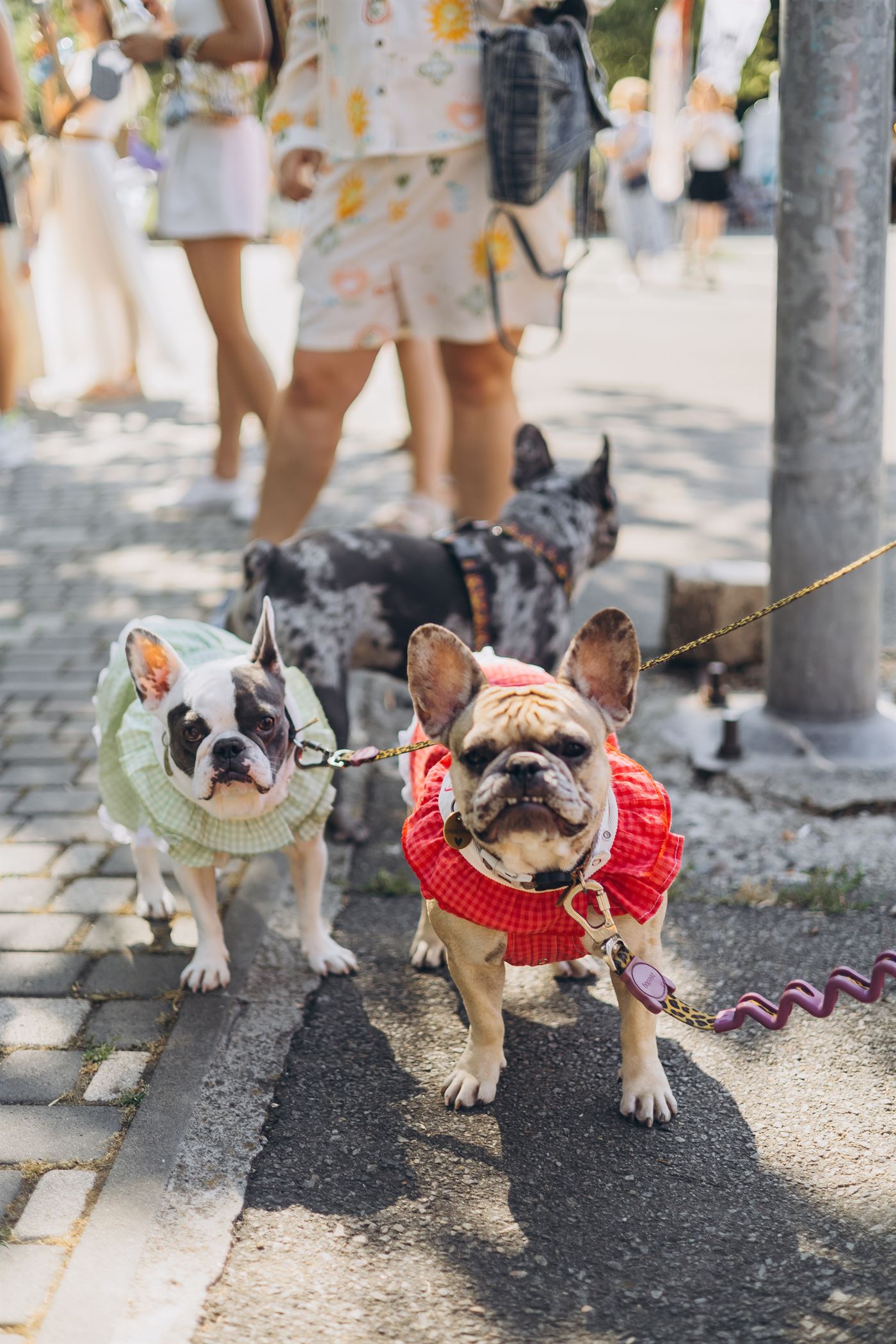 PetVille Fest Одеса